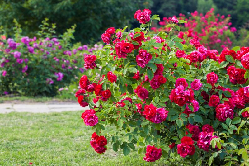 Rose Bush Planting