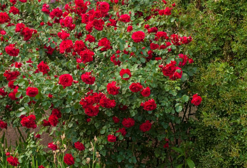 Mature Rose Bushs