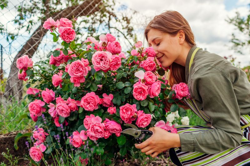 Products For Rose Bush Plantings in use